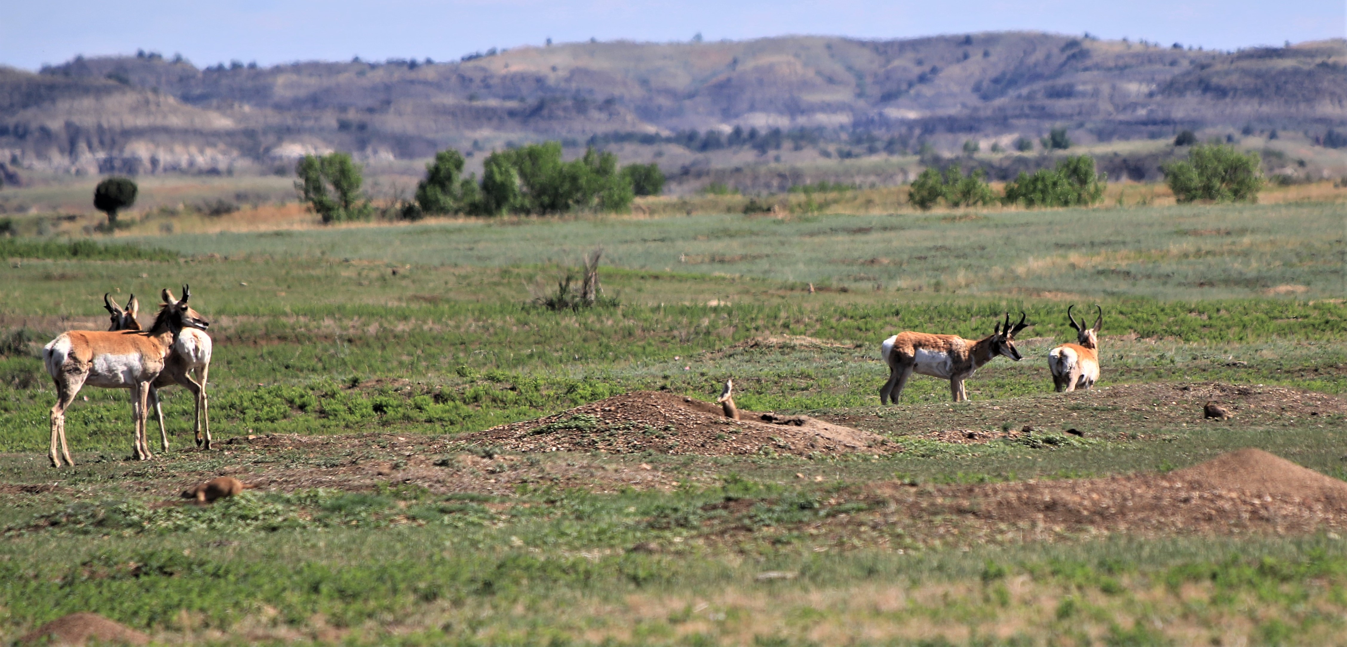 Theodore Roosevelt NP